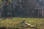 Ирина Курмалеева : Без названия 