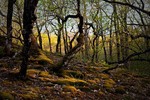 Евгений Кудинов : Вечерняя прогулка 