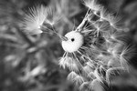 Veronika Kostyukhina : Bird  