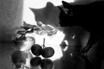 Sofya Sovina : mane Mandarins 