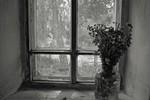 Ирина Курмалеева : Окно 