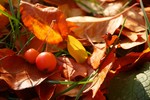 Анастасия Мазуренко : Плоды трудов... ) 