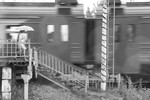 Ника Саровская : Под дождем 