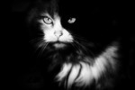 Ирина Шершакова : ..Двуликость.. 