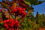Михаил Шохин : Калина красная 