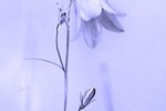 Galya Chsherbina : *** 