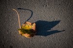 Дарья Уткина : Лебедь 