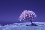 Екатерина Хмелевская : Одинокое дерево. ИК-фото 