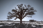 Ted Andreasian : One Oak 