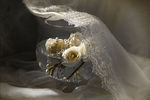 Milla Sineva : tenderness 