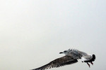 Elena Nesmeianova : Воздух 
