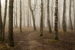 Борис Баринов : Утро в берёзках 