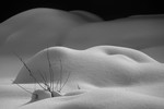 Галина Григорьева : Снежность 