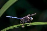 Debbie Strauss : insect 