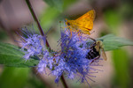 Vladimir Berezovsky : Flower for Two 