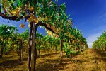 Stven Martinez : Tuscany Private Tours 