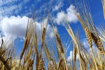 Владимир Зыбин : Сибирская пшеница 