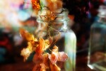 Елена Успенская : Осенний этюд 