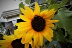 Arkadiy Fridman : SUNFLOWER 
