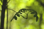 Борис Баринов : В весеннем лесу 