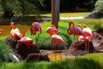 S. V. : Honolulu zoo. 
