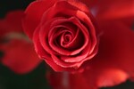 Борис Баринов : Rose 