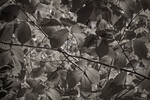 Андрей Борисов : Вяз 