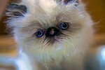 Сергей Ключарёв : Василиса. 