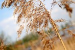 Александра Якушева : Колосья 