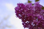 Nadezda Vasilyeva : Сирень 