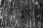Сергей Дмитриевич : Берёзки 