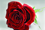 Anastasia Velikanova : rose 