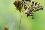 Наталья Дралова : Papilio machaon 