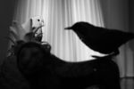 Alexander Grigorin : FLY 