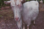 Ira Popova : Коза 