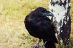 Xenia Nikitina : Raven 