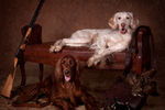 Tanya Kozlovsky : Two setters at rest... 