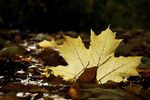 Xenia Nikitina : The autumn leaves 
