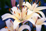 Анастасия Рутковская : Белые лилии 