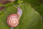 Anna Danchee : Snail_1 
