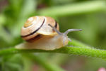 Anna Danchee : Snail_2 
