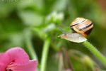 Anna Danchee : Snail_3 
