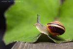 Anna Danchee : Snail_4 