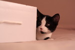 Rev Ia : Chico and same box 