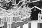 George Bogatykh : last snowfall 