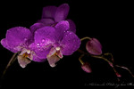 Aleksandr Platonychev : Flowers in the dark. 