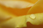 Anna Danchee : Yellow 