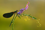 Наталья Дралова : Calopteryx virgo 
