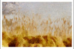 Yefim Tovbis : Reeds 