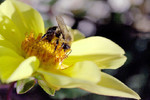 Andrei Logvinenko : Bee 